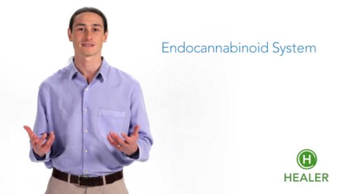 Endocannabinoid, Dr. Dustin Sulak